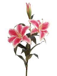 Stem Stargazer Lilly Stargazer Lily Watercolor Flowers Lilies Drawing