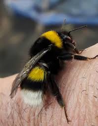 Pin By Yavuz On Bees R The Key To A Healthy Planet In 2020 Pet Birds Bee Animals