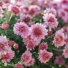 We offer all of our molds in food grade silicone. Hardy Chrysanthemums Garden Mums Plant Care Growing Guide