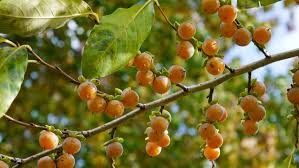 Image result for Diospyros