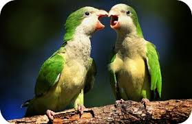 Animal Love Symbol Animals That Stand For Symbols Of Love Love Symbols Animals Animal Meanings