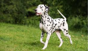Lancaster puppies has dalmatian puppies. Dalmatian Breed Facts And Information Petcoach