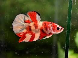 It's really difficult to see red and yellow patches in the same betta. Betta King Koi And Goldfish