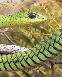 Male Boomslang Dispholidus Typus From Pretoria West Highly Venomous Animal Photography Africa Cool Snakes