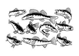 Free Free 203 Walleye Fishing Svg Free SVG PNG EPS DXF File