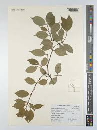 Image result for Cassipourea