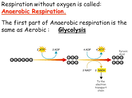 Cellular Respiration Without Oxygen Ppt Download
