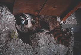 Raccoons are curious and destructive, it is in their nature. 4 Ways To Handle Critters Under Your Porch Rockford Mutual Insurance Company