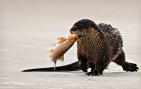 Otters are a protected species and it is 100% illegal to have a north american otter as a pet. Is It Legal To Own A Pet Otter Quora