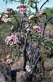 Image result for Adenium boehmianum