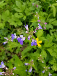 Online interactive printable missouri state flower coloring page for students to color and print. Missouri State Parks On Twitter It S Probably Safe To Say We Could All Use Some Cheer On Our Feeds These Wildflowers Were Showing Off Their Color This Weekend Have You Captured Wildflowers