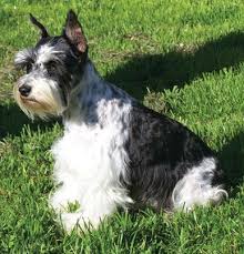 Black And White Parti Mini Schnauzer Parti Schnauzer Schnauzer Puppy Schnauzer Breed Schnauzer