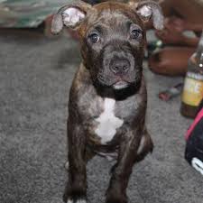 What kind of nose does a brindle pitbull have? Brindle Pitbull Dogs A Definitive Guide To The Striped Pittie American Bully Daily