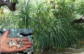 Image result for Pandanus candelabrum