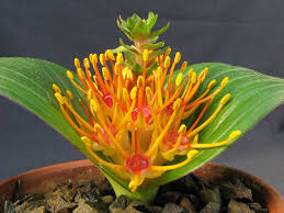 Image result for Daubenya