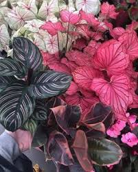 Untitled In 2020 Pretty Plants Plants Trees To Plant