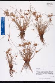 Image result for Pycreus gracillimus