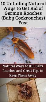 How To Get Rid Of Roaches Naturally Especially Of Baby Roaches Or German Cockroaches The Cockroach Infesta Pest Control Roaches Cockroaches Roach Infestation