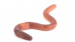 Beratungs Quickie Ein Arzneimittel Gegen Wurmer