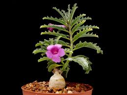 Image result for Pterodiscus elliottii