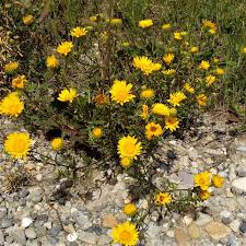 Image result for Xerophyta squarrosa
