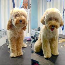 Tiras Etmeyi En Sevdigim Irklarda Ilk 3tedir Poodle Ne Cikacagi Nasil Olacagi Hep Surprizdir Surpriz Dediysem Dogaclama Demiyorum Pet Groomers Teddy Bear Pets