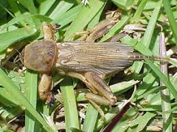 Maybe you would like to learn more about one of these? Mole Crickets Forestbrook Carolina Forest Sc Lawn Care
