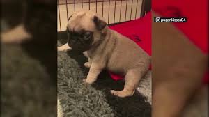 Bloodlines as we are very selective in our breeding program. Video 3 Adorable Pug Puppies Try To Bark Abc7 San Francisco