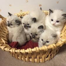 Please contact us with any questions or if you would like to make a deposit on a kitten. San Diego Ragbencher Ragdolls Sassy S Litter Dec 2016 Ragdoll Cattery Kittens Ragdoll Kittens For Sale