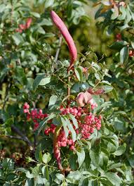 Image result for Ozoroa pwetoensis