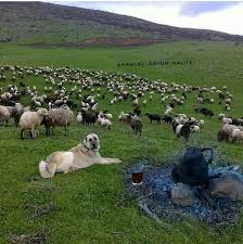 Kara Demlik Bilen Bilir Kesfeden Gelenler Takip Edelim Lutfen Kangal Koyun Kalite Kangal Koyun Kalite Kellek Esek Emek Emekci Pitbull Akbas Kopek