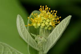 Image result for Cephalocroton mollis