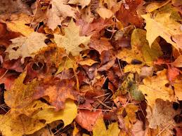 Changing seasons lawn and landscape has grown to become one of the top landscaping companies in the central illinois because our goal has always been to provide the best quality landscapes we use changing seasons for our snow removal, lawn care, and fertilizer and could not be happier! All Season Lawn Care Snow Removal Services