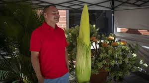 Maybe you would like to learn more about one of these? Rare Corpse Flower Ready For Stinky Appearance At Cal State Long Beach Los Angeles Times