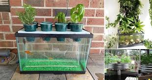 It's not a trending design technique, but it is somewhat popular. 11 Aquaponics Fish Tank Diy Ideas Balcony Garden Web