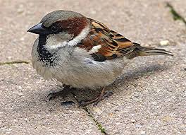 The House Sparrow Takes Frequent Dust Baths Description From Birdscience Blogspot Com I Searched For This On Bing Com Images Birds Backyard Birds Pet Birds