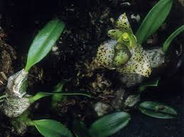 Image result for Bulbophyllum elliotii