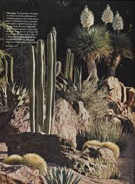 Learn some fun facts about the iconic desert plant, and check out spots resource guide: Pin By Dream Yard On Desert Landscaping Ideas Succulent Landscape Design Small Garden Landscape Succulent Landscaping