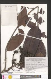 Image result for Trichoscypha lucens