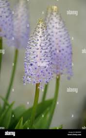 Image result for Hyacinthaceae
