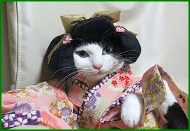 Kinako meski terdengar agak sulit untuk diucapkan, kinako bisa menjadi nama yang bagus. 12 Rekomendasi Nama Kucing Betina Jepang Daftarhewan Com