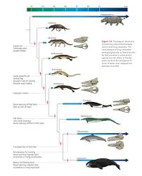 Special Topic A Study On Cetaceans Ian Yang Medium