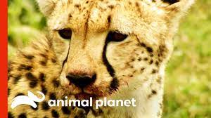 Wild Cheetah Uses Incredible Speed And Agility To Hunt Her Prey Raw Nature Youtube