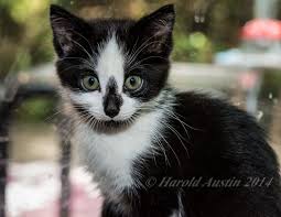 Kitten Puppy Su Sebili Squad Reddit 2020