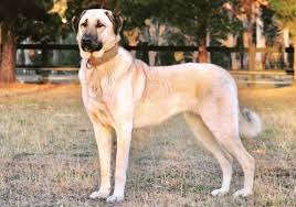 Kangal Shepherd Dog Breeds
