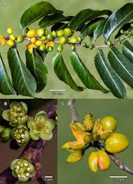 Image result for Casearia gladiiformis