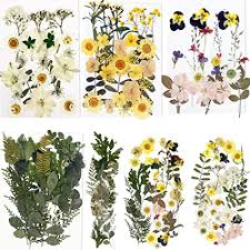 We did not find results for: Amazon Com Bihrtc 100pcs Dried Flowers For Resin Real Dry Flower Natural Pressed Died Leaves Sunflowers Chrysanthemum Resin Flowers Small Colorful Pressed Flowers Daisies For Candle Jewelry Nail Pendant Making Beauty