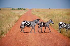 So wurde dieser ausdruck seit den entdeckerzeiten von afrika zum weltweiten synonym für eine abenteuerliche reise. Die 10 Besten Reiseveranstalter Kenia Kenia Safari