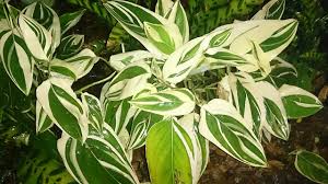 Image result for Maranta arundinacea