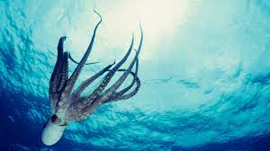 El Pulpo El Invertebrado De Las Mil Rarezas Que No Deja De Sorprender A Los Cientificos Ciencia El Pais